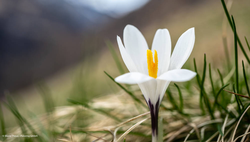 Giornate della biodiversità nei Parchi grigionesi