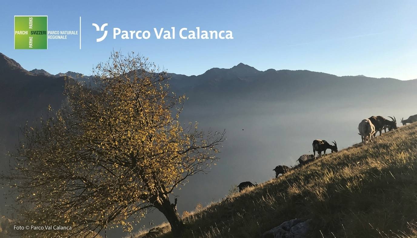 Calanca marcia-fam