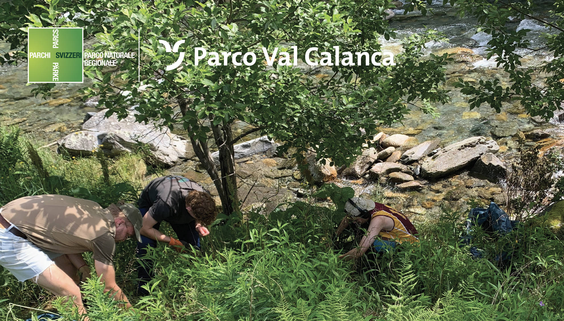Clean-up Calanca specie neofite invasiva